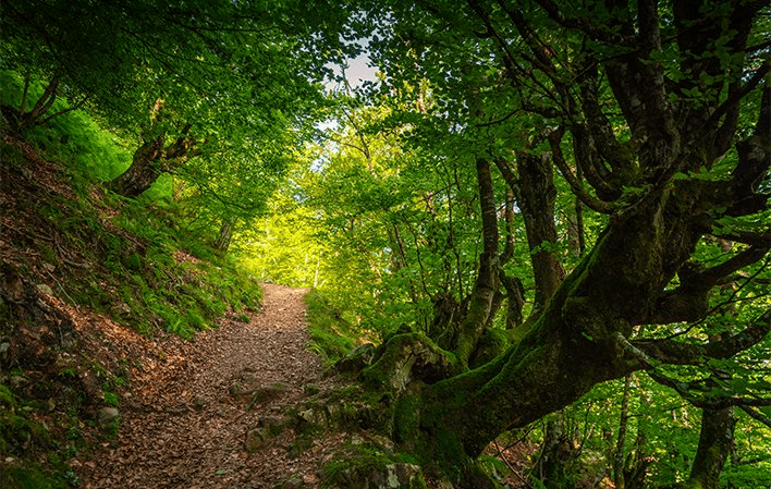 Bosque del Gumial